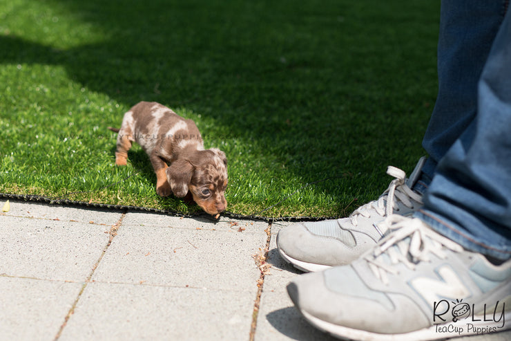 Rolly Teacup Puppies (SOLD to Wonner) Dexter - Dachshund. M.