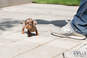 Rolly Teacup Puppies (SOLD to Wonner) Dexter - Dachshund. M.