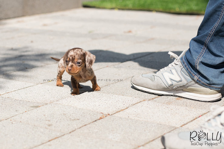 Rolly Teacup Puppies (SOLD to Wonner) Dexter - Dachshund. M.