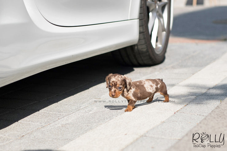Rolly Teacup Puppies (SOLD to Wonner) Dexter - Dachshund. M.