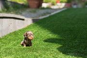 Rolly Teacup Puppies (SOLD to Wonner) Dexter - Dachshund. M.