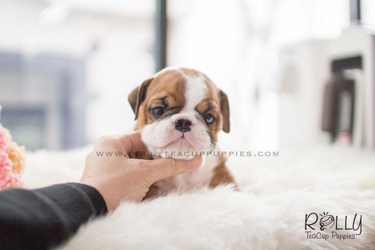 Rolly Teacup Puppies (SOLD to Martinez) Dexter - English Bulldog. M.