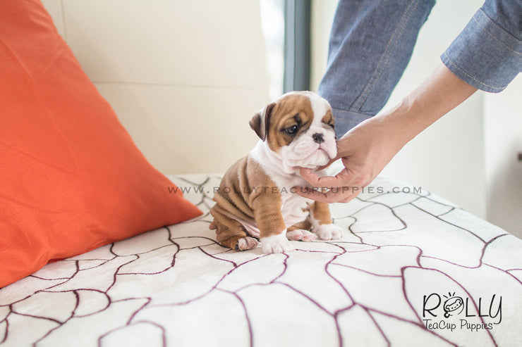 Rolly Teacup Puppies (SOLD to Martinez) Dexter - English Bulldog. M.
