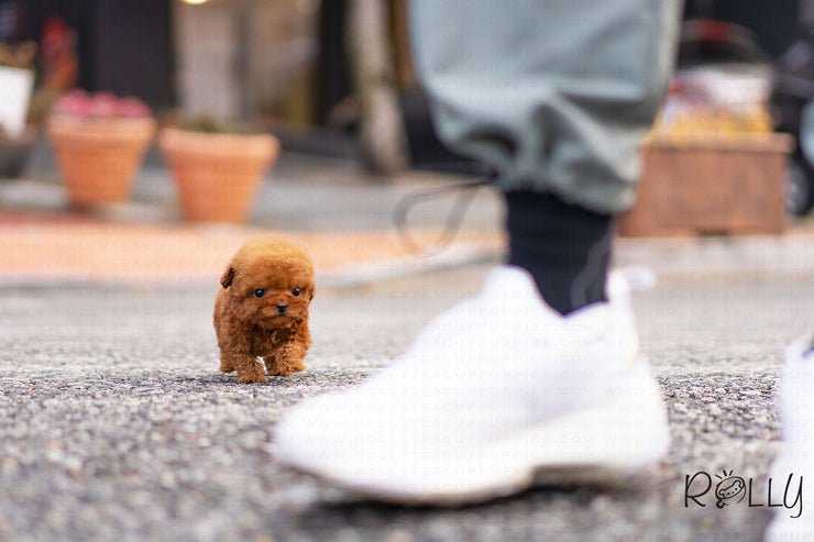 Rolly Teacup Puppies (Purchased by Vasquez) Dexter - Poodle. M.