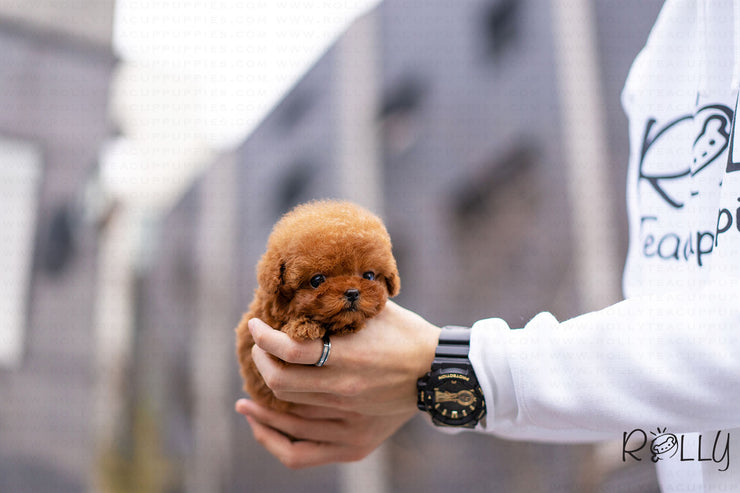 Rolly Teacup Puppies (Purchased by Vasquez) Dexter - Poodle. M.