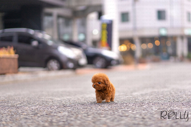 Rolly Teacup Puppies (Purchased by Vasquez) Dexter - Poodle. M.