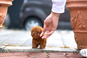 Rolly Teacup Puppies (Purchased by Vasquez) Dexter - Poodle. M.