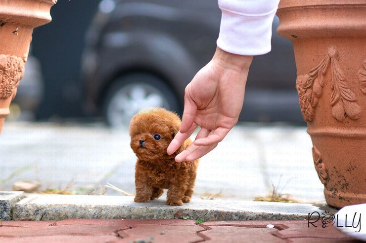 Rolly Teacup Puppies (Purchased by Vasquez) Dexter - Poodle. M.