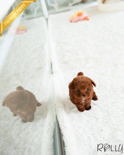 DEXTER - MALE (PURCHASED by CHOI)