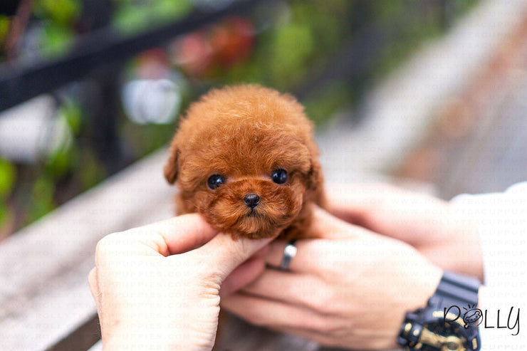 Rolly Teacup Puppies (Purchased by Vasquez) Dexter - Poodle. M.