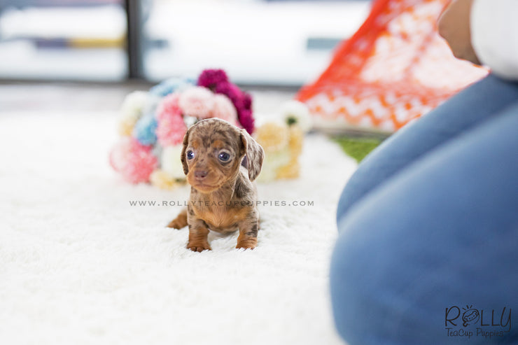 Rolly Teacup Puppies (SOLD to Bennett) Dixie - Dachshund. F.