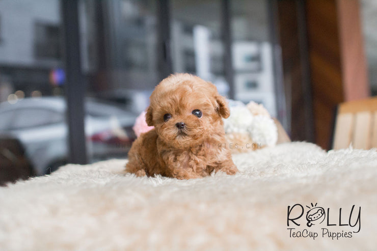 Rolly Teacup Puppies Dolly - Poodle.