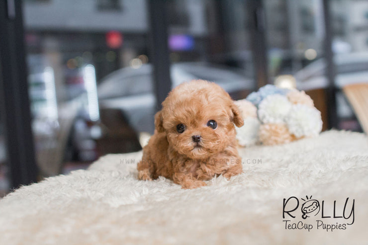 Rolly Teacup Puppies Dolly - Poodle.