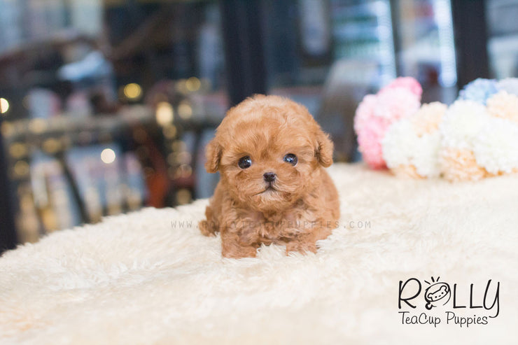 Rolly Teacup Puppies Dolly - Poodle.