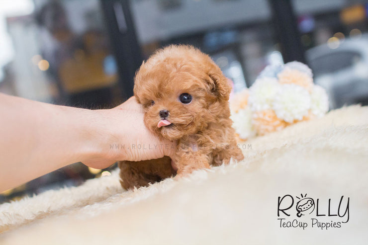 Rolly Teacup Puppies Dolly - Poodle.