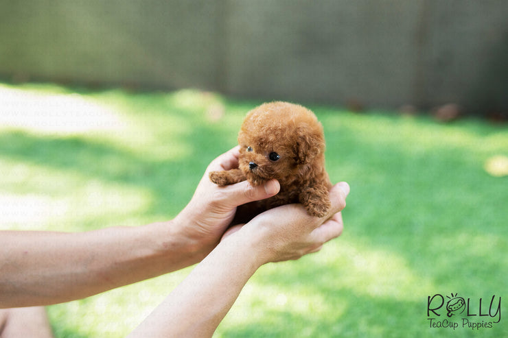 Rolly Teacup Puppies (SOLD to Sarka) Dory - Poodle. M.