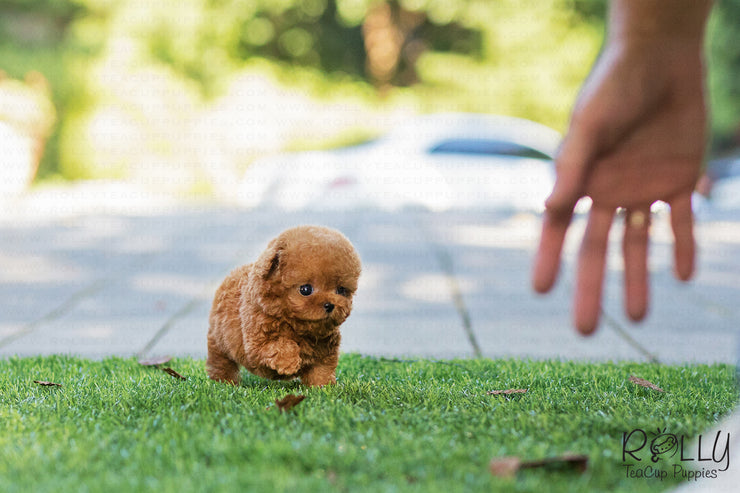 Rolly Teacup Puppies (SOLD to Sarka) Dory - Poodle. M.