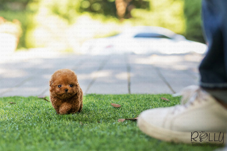 Rolly Teacup Puppies (SOLD to Sarka) Dory - Poodle. M.