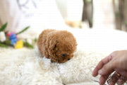 Rolly Teacup Puppies (SOLD to Sarka) Dory - Poodle. M.
