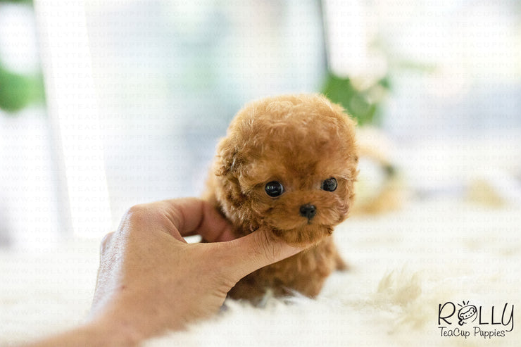 Rolly Teacup Puppies (SOLD to Sarka) Dory - Poodle. M.