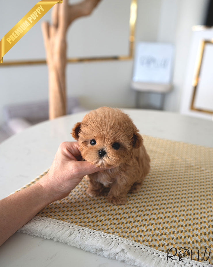 ECHO - FEMALE (PURCHASED by Gonzalez)