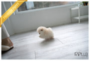 Rolly Teacup Puppies ECHO - MALE (PURCHASED by HERNANDEZ).