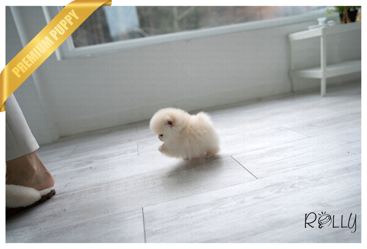 Rolly Teacup Puppies ECHO - MALE (PURCHASED by HERNANDEZ).