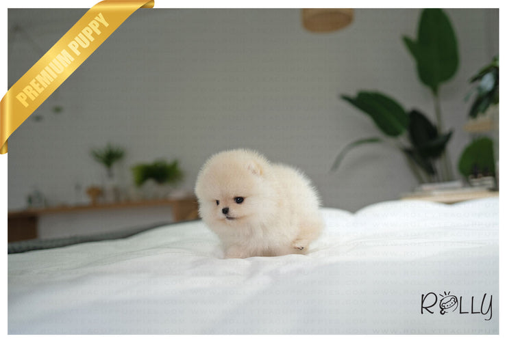 Rolly Teacup Puppies ECHO - MALE (PURCHASED by HERNANDEZ).