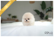 Rolly Teacup Puppies ECHO - MALE (PURCHASED by HERNANDEZ).