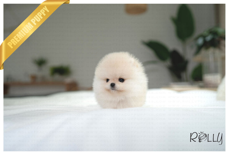Rolly Teacup Puppies ECHO - MALE (PURCHASED by HERNANDEZ).
