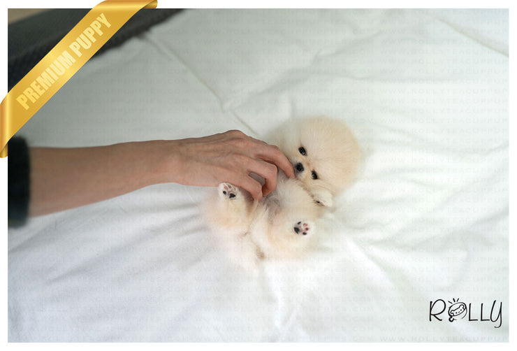 Rolly Teacup Puppies ECHO - MALE (PURCHASED by HERNANDEZ).