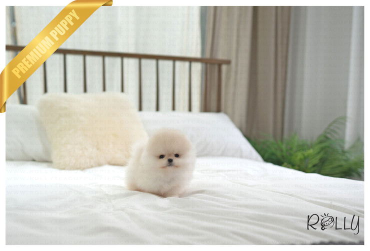 Rolly Teacup Puppies ECHO - MALE (PURCHASED by HERNANDEZ).