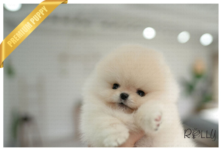 Rolly Teacup Puppies ECHO - MALE (PURCHASED by HERNANDEZ).
