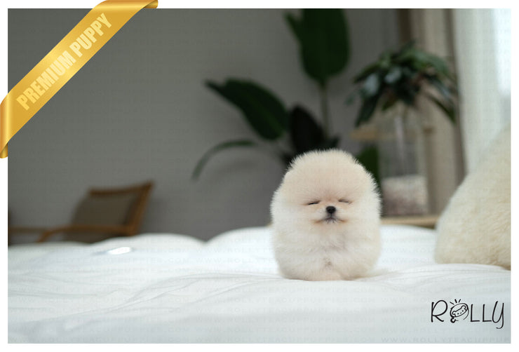Rolly Teacup Puppies ECHO - MALE (PURCHASED by HERNANDEZ).