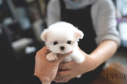 Rolly Teacup Puppies (PURCHASED by Huang) EDDIE - Maltese. M.