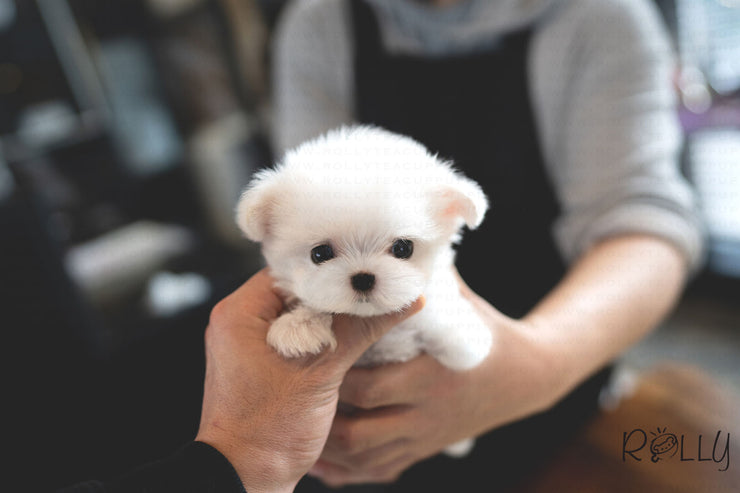 Rolly Teacup Puppies (PURCHASED by Huang) EDDIE - Maltese. M.