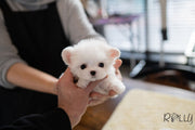 Rolly Teacup Puppies (PURCHASED by Huang) EDDIE - Maltese. M.