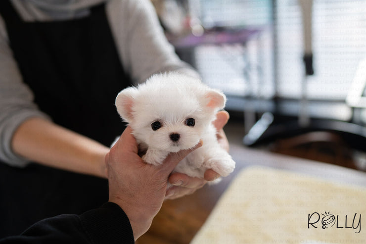 Rolly Teacup Puppies (PURCHASED by Huang) EDDIE - Maltese. M.