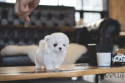 Rolly Teacup Puppies (PURCHASED by Huang) EDDIE - Maltese. M.