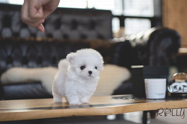 Rolly Teacup Puppies (PURCHASED by Huang) EDDIE - Maltese. M.