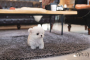 Rolly Teacup Puppies (PURCHASED by Huang) EDDIE - Maltese. M.