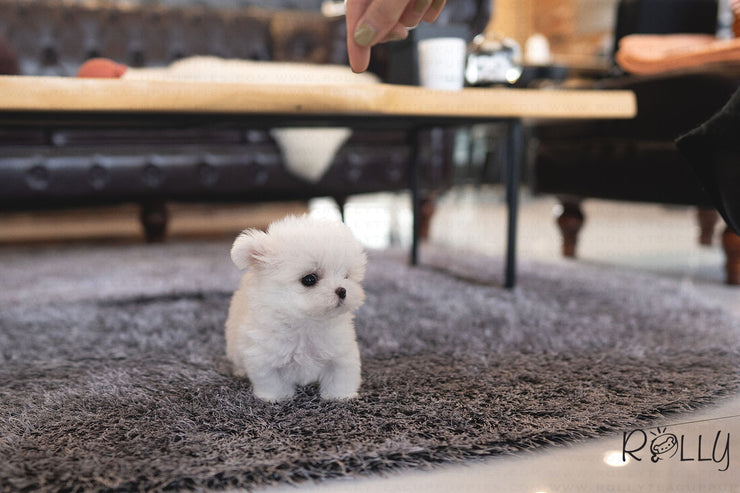 Rolly Teacup Puppies (PURCHASED by Huang) EDDIE - Maltese. M.
