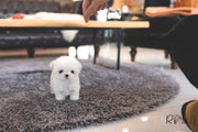 Rolly Teacup Puppies (PURCHASED by Huang) EDDIE - Maltese. M.