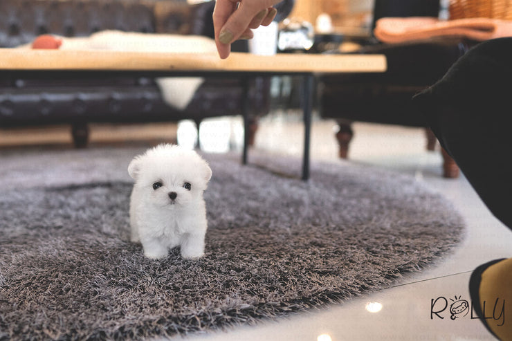 Rolly Teacup Puppies (PURCHASED by Huang) EDDIE - Maltese. M.