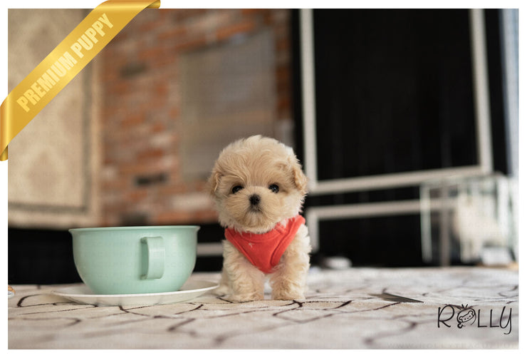 Rolly Teacup Puppies ETHAN - MALE (PURCHASED by GUILLERMO).