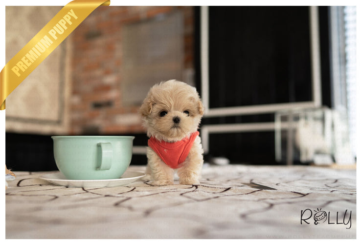 Rolly Teacup Puppies ETHAN - MALE (PURCHASED by GUILLERMO).