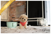 Rolly Teacup Puppies ETHAN - MALE (PURCHASED by GUILLERMO).