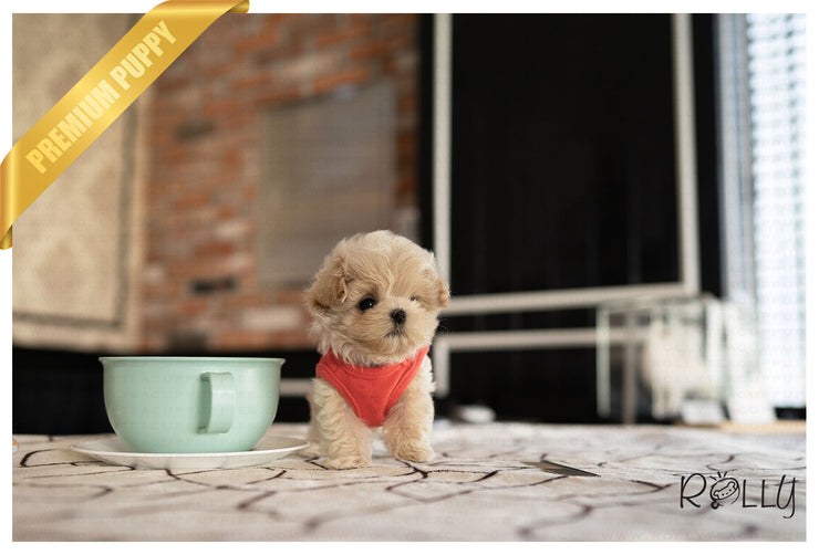 Rolly Teacup Puppies ETHAN - MALE (PURCHASED by GUILLERMO).