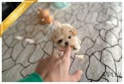 Rolly Teacup Puppies ETHAN - MALE (PURCHASED by GUILLERMO).