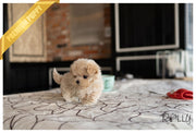 Rolly Teacup Puppies ETHAN - MALE (PURCHASED by GUILLERMO).